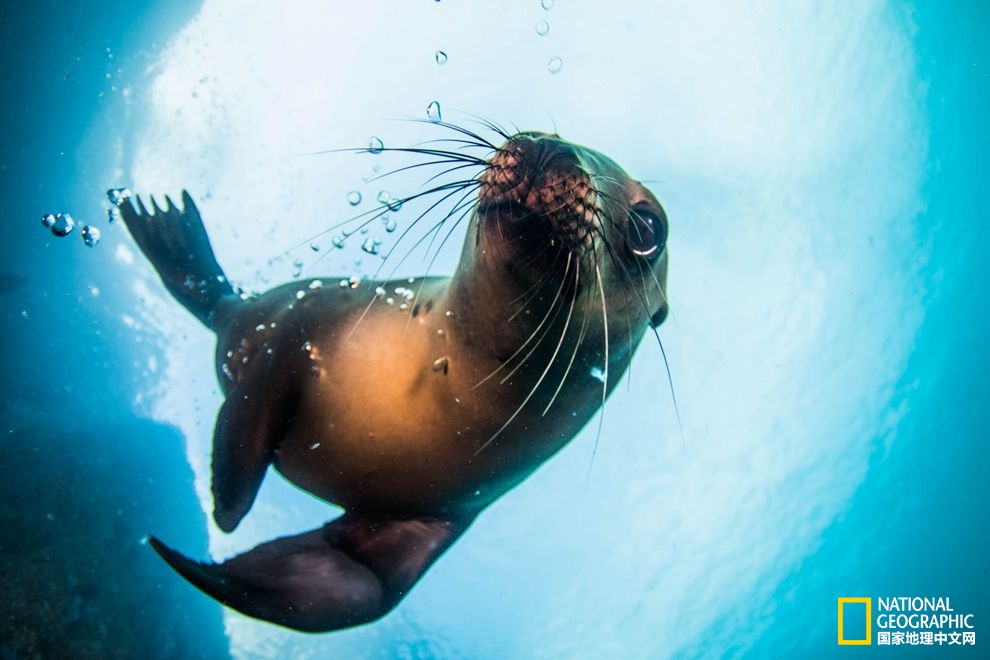 seal